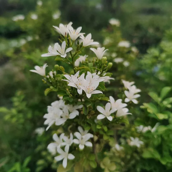 Kamini_Plant_(Murraya_Paniculata)__Fragrant_Flowering_Shrub_for_Garden_&_Bonsai