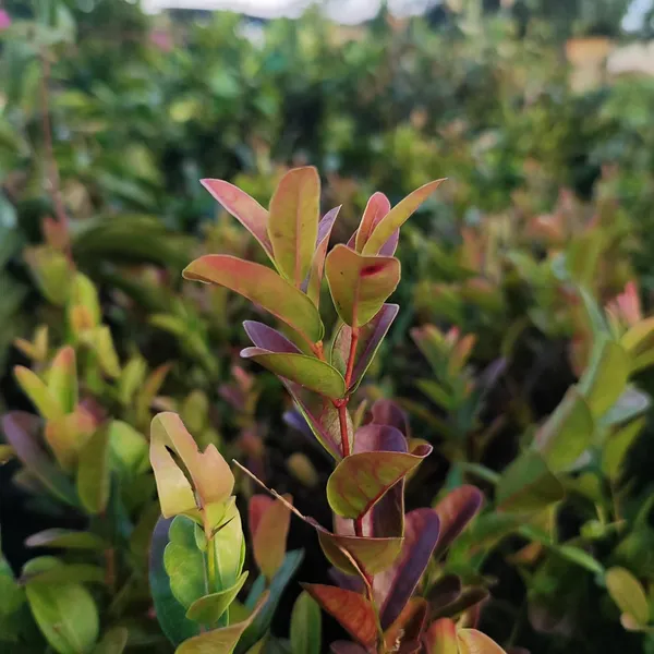 Karonda_(Koromcha)_Plant_Hardy,_Fruit-Bearing_Shrub_for_Garden_&_Home