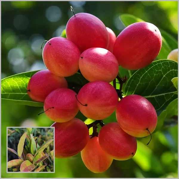Karonda_(Koromcha)_Plant_Hardy,_Fruit-Bearing_Shrub_for_Garden_&_Home