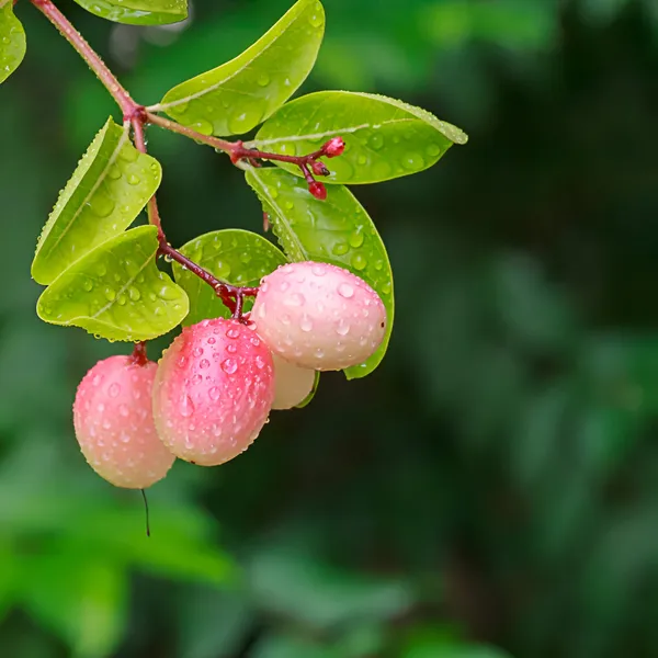 Karonda_(Koromcha)_Plant_Hardy,_Fruit-Bearing_Shrub_for_Garden_&_Home