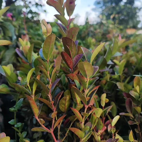 Karonda_(Koromcha)_Plant_Hardy,_Fruit-Bearing_Shrub_for_Garden_&_Home