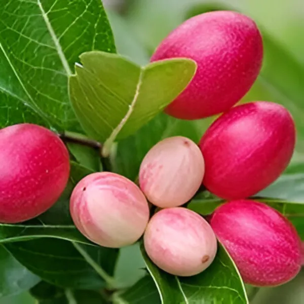 Karonda_(Koromcha)_Plant_Hardy,_Fruit-Bearing_Shrub_for_Garden_&_Home