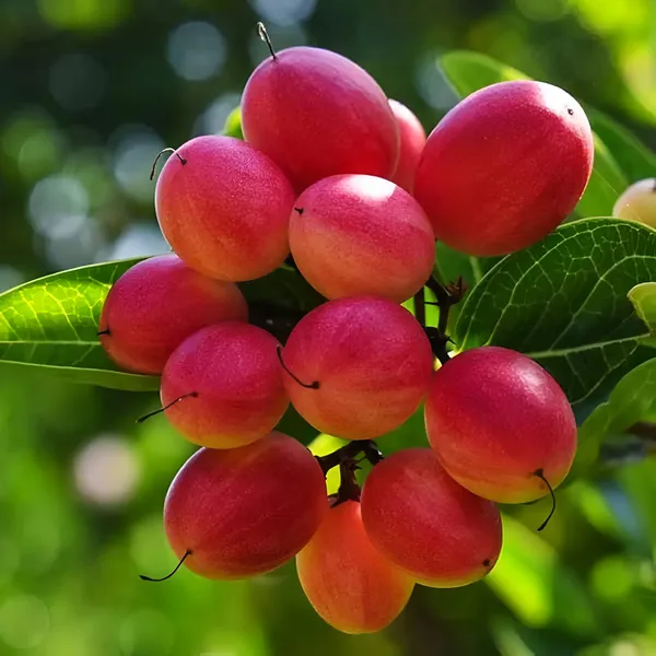Karonda_(Koromcha)_Plant_Hardy,_Fruit-Bearing_Shrub_for_Garden_&_Home