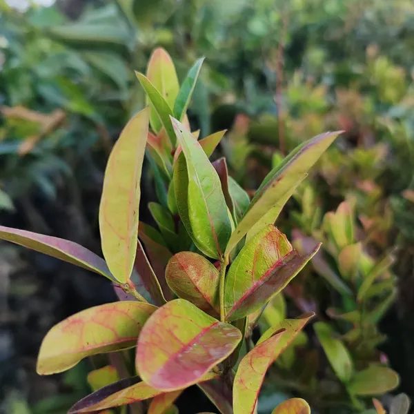 Karonda_(Koromcha)_Plant_Hardy,_Fruit-Bearing_Shrub_for_Garden_&_Home