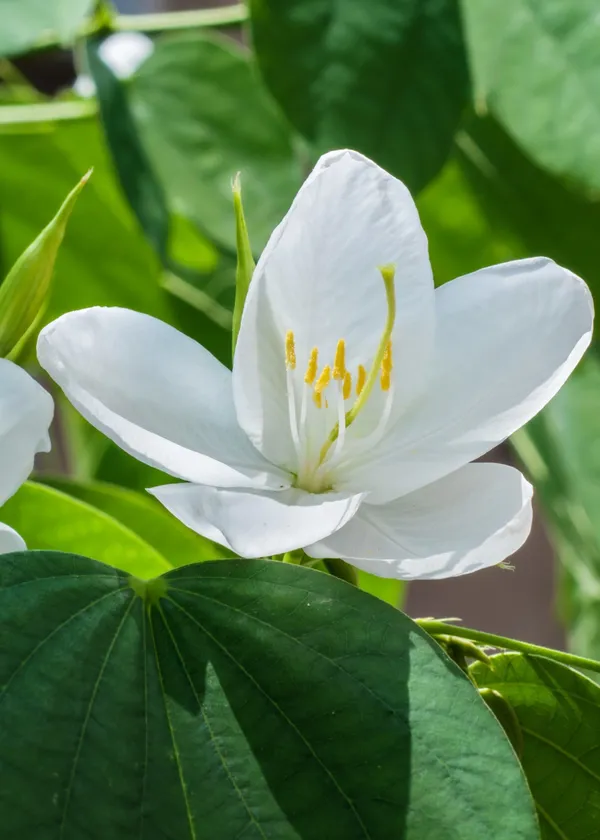 Kanchana_Plant_(Hybrid)_For_Indoor_&_Outdoor_With_Grow_Bag