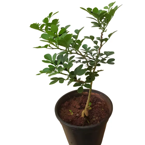 Kodbel_Wood_Apple_(Limonia_Acidissima)_Hybrid_Pack_Of_1
