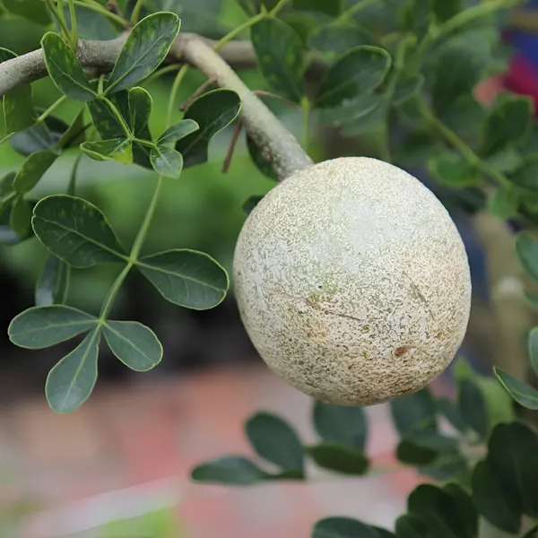 Kodbel_Wood_Apple_(Limonia_Acidissima)_Hybrid_Pack_Of_1