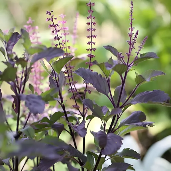 Krishna_Tulsi_Plant_(purple-leaved)_Pack_Of_�??_1