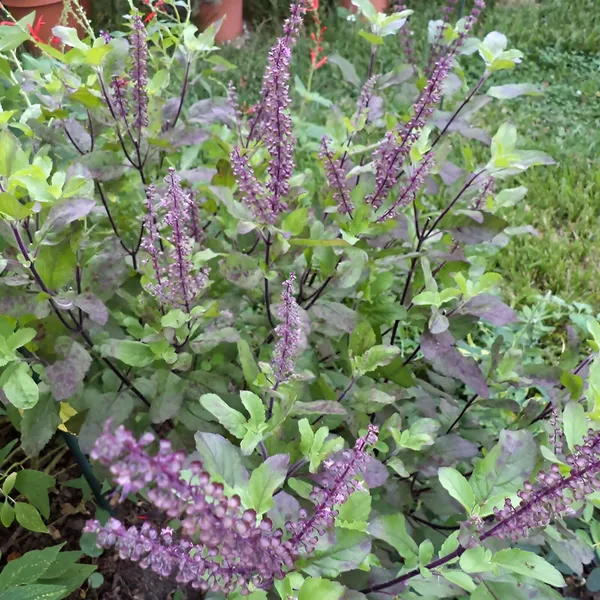 Krishna_Tulsi_Plant_(purple-leaved)_Pack_Of_�??_1