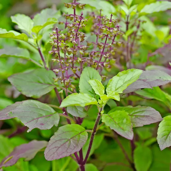 Krishna_Tulsi_Plant_(purple-leaved)_Pack_Of_�??_1