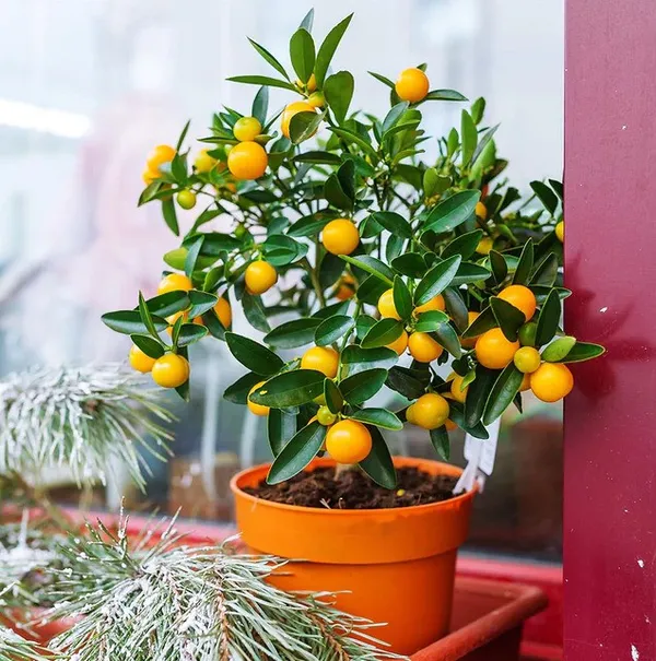 Orange_Plant_(Hybrid)_For_Indoor_&_Outdoor_With_Grow_Bag