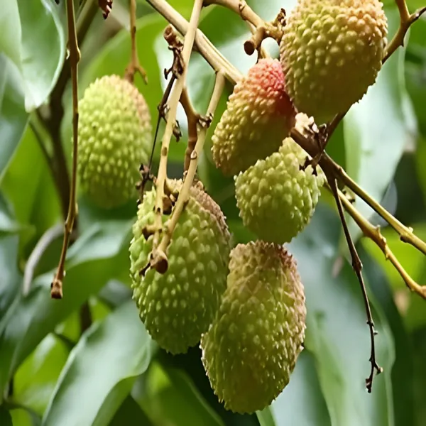 Litchi_Fruit_Plant_(Hybrid)_For_Outdoor_With_Grow_Bag_Pack_Of_-_1