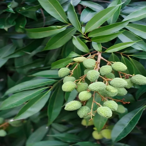 Litchi_Fruit_Plant_(Hybrid)_For_Outdoor_With_Grow_Bag_Pack_Of_-_1