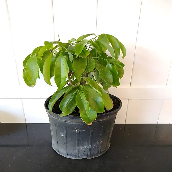 Litchi_Fruit_Plant_(Hybrid)_For_Outdoor_With_Grow_Bag_Pack_Of_-_1