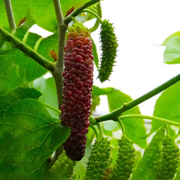 Long_Mulberry_Fruit_Plant_Sweet_&_Juicy_Fruit_Tree