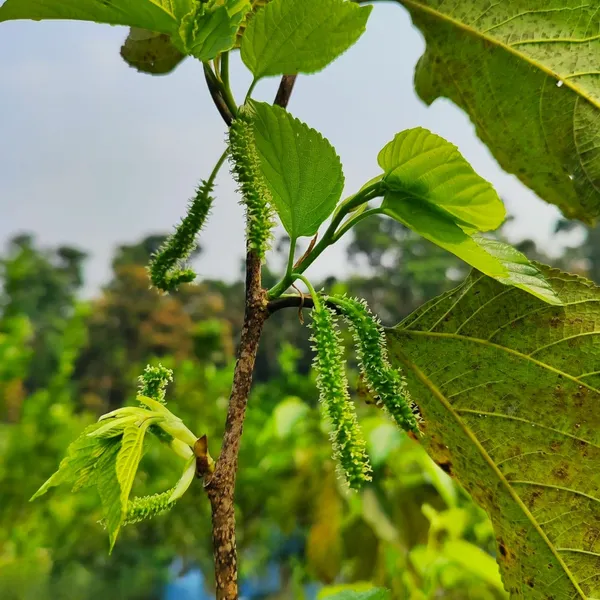 Long_Mulberry_Fruit_Plant_Sweet_&_Juicy_Fruit_Tree