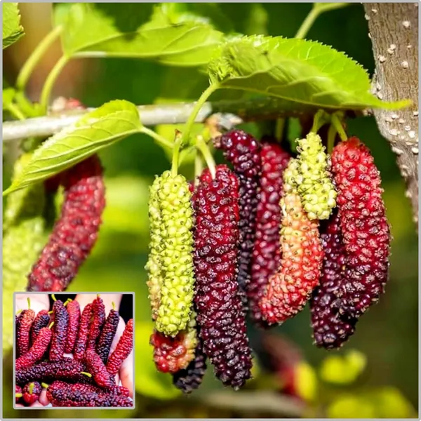 Long_Mulberry_Fruit_Plant_Sweet_&_Juicy_Fruit_Tree