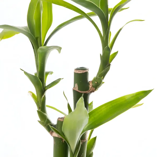 Lucky_Bamboo_3_Stalk__For_Indoor_With_Grow_Bag