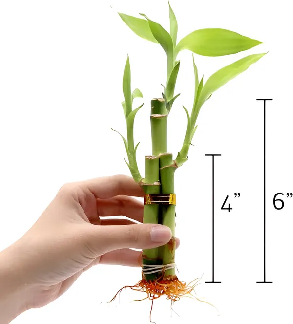 Lucky_Bamboo_3_Stalk__For_Indoor_With_Grow_Bag