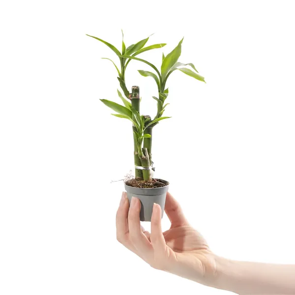 Lucky_Bamboo_3_Stalk__For_Indoor_With_Grow_Bag