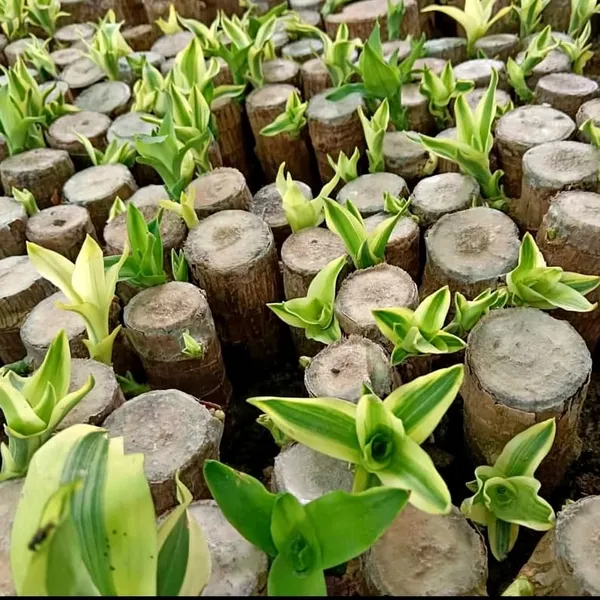 Lucky_Brazilian_Wood_Plant_Fresh_&_Root-Ready_Pack_Of_-_1