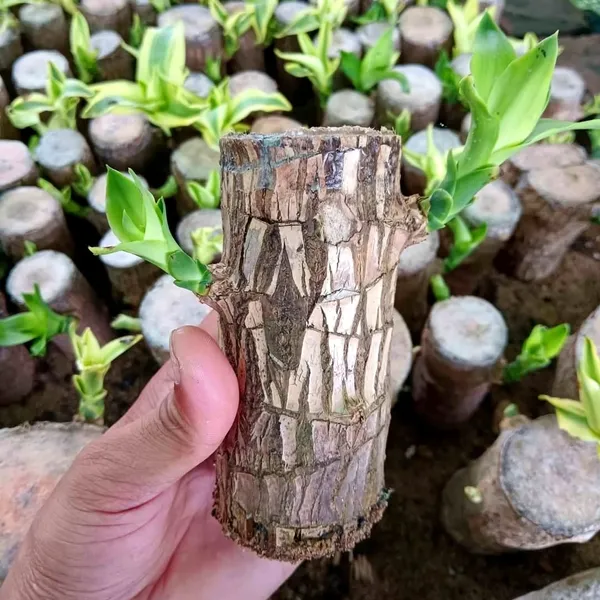 Lucky_Brazilian_Wood_Plant_Fresh_&_Root-Ready_Pack_Of_-_1