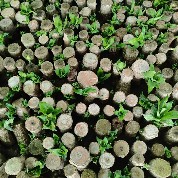 Lucky_Brazilian_Wood_Plant_Fresh_&_Root-Ready_Pack_Of_-_1
