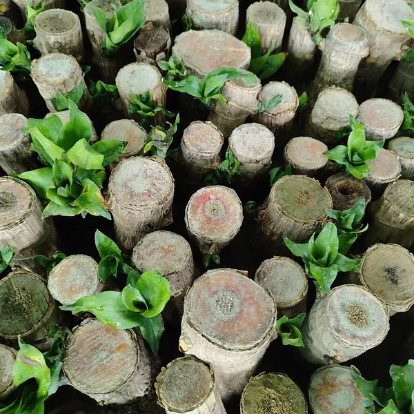 Lucky_Brazilian_Wood_Plant_Fresh_&_Root-Ready_Pack_Of_-_1