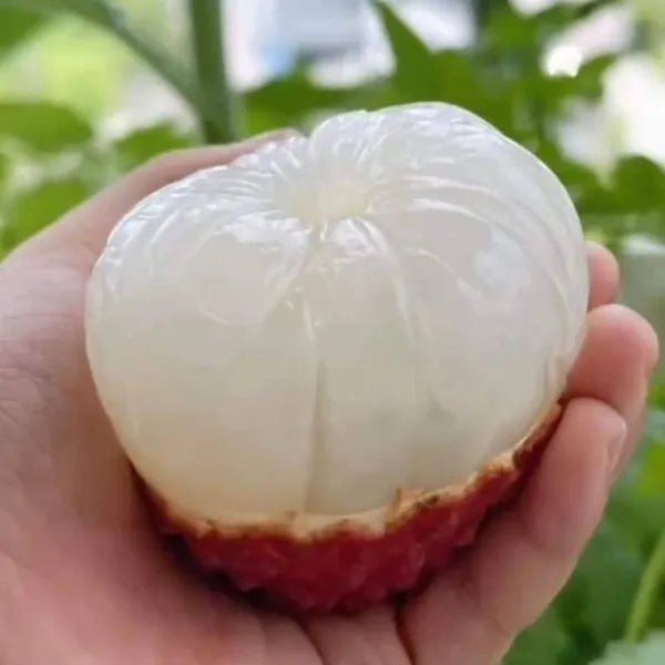 Lychee_Plant_(Litchi_chinensis)_Tropical_Fruit_Tree_for_Home_Garden