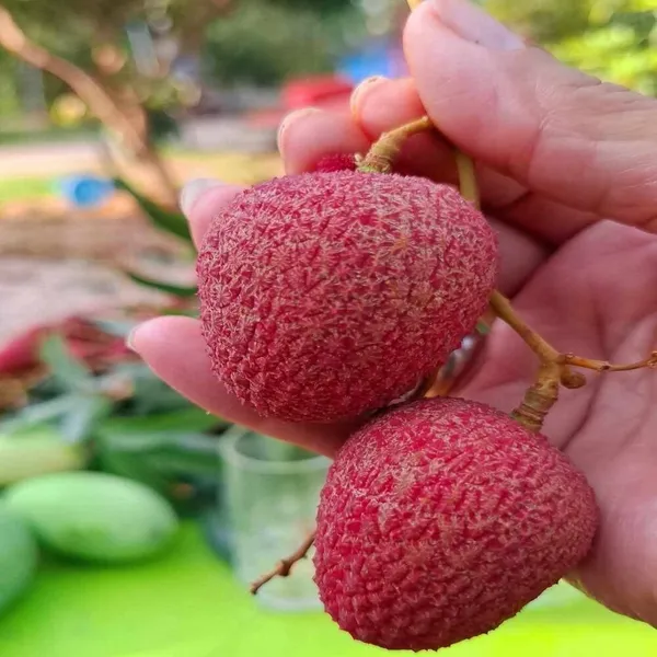 Lychee_Plant_(Litchi_chinensis)_Tropical_Fruit_Tree_for_Home_Garden