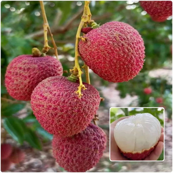 Lychee_Plant_(Litchi_chinensis)_Tropical_Fruit_Tree_for_Home_Garden