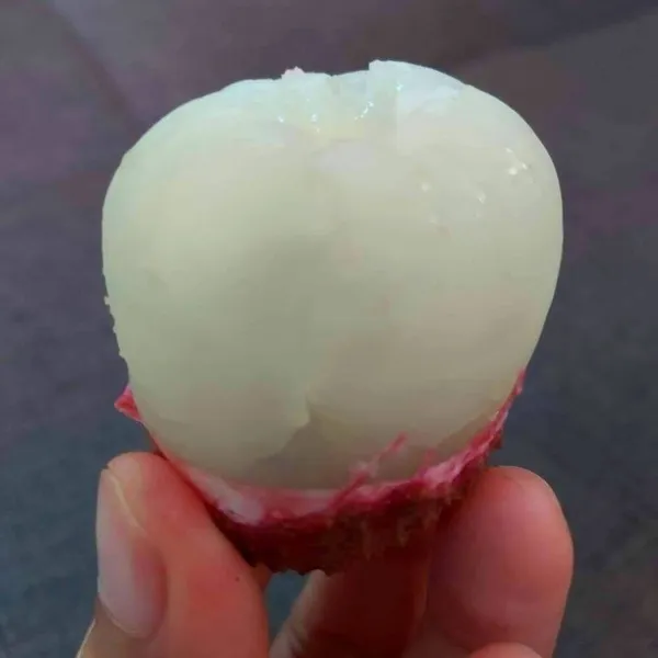 Lychee_Plant_(Litchi_chinensis)_Tropical_Fruit_Tree_for_Home_Garden
