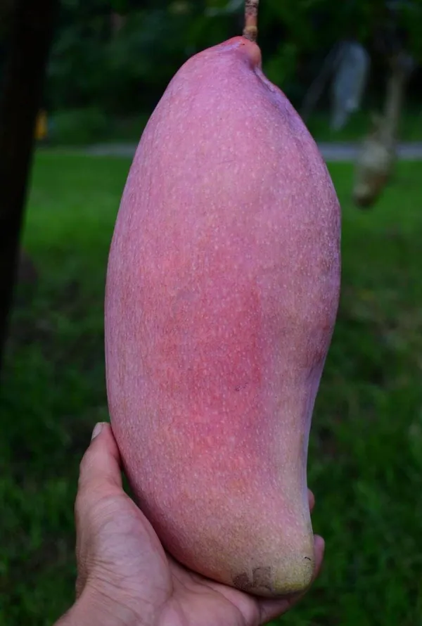 Red_Ivory_Mango_Plant_(Thailand_Grafted_Exotic_Varity)_For_Outdoor_With_Grow_Bag