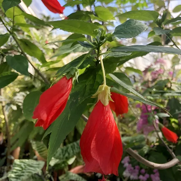 Malvaviscus_Hibiscus_|_Sleeping_Chilli_Hibiscus_Plant__(Hybrid)_With_Grow_Bag
