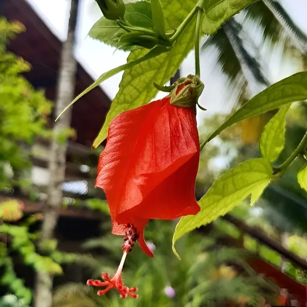 Malvaviscus_Hibiscus_|_Sleeping_Chilli_Hibiscus_Plant__(Hybrid)_With_Grow_Bag