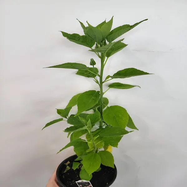 Malvaviscus_Hibiscus_|_Sleeping_Chilli_Hibiscus_Plant__(Hybrid)_With_Grow_Bag
