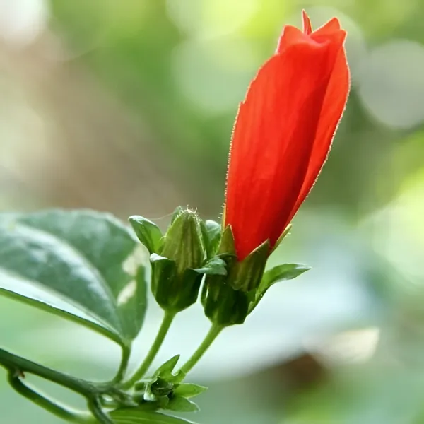 Malvaviscus_Hibiscus_|_Sleeping_Chilli_Hibiscus_Plant__(Hybrid)_With_Grow_Bag