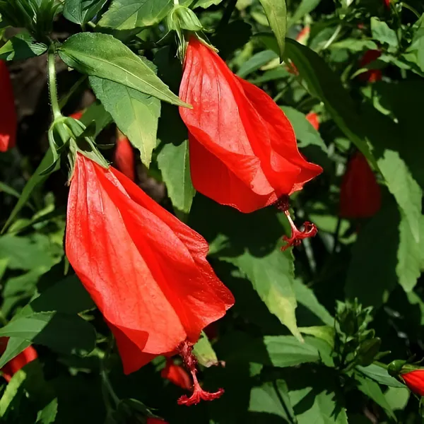 Malvaviscus_Hibiscus_|_Sleeping_Chilli_Hibiscus_Plant__(Hybrid)_With_Grow_Bag