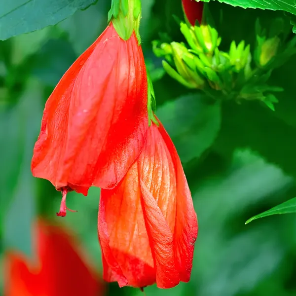 Malvaviscus_Hibiscus_|_Sleeping_Chilli_Hibiscus_Plant__(Hybrid)_With_Grow_Bag