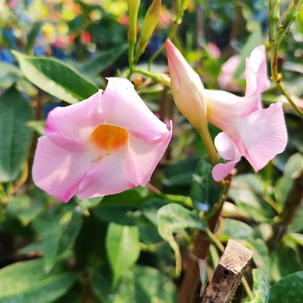Mandevilla_Plant_Pink_(Hybrid)_For_Indoor_&_Outdoor_With_Grow_Bag