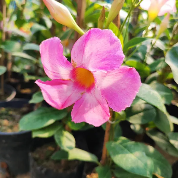 Mandevilla_Plant_Pink_(Hybrid)_For_Indoor_&_Outdoor_With_Grow_Bag