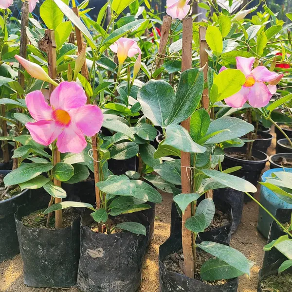Mandevilla_Plant_Pink_(Hybrid)_For_Indoor_&_Outdoor_With_Grow_Bag