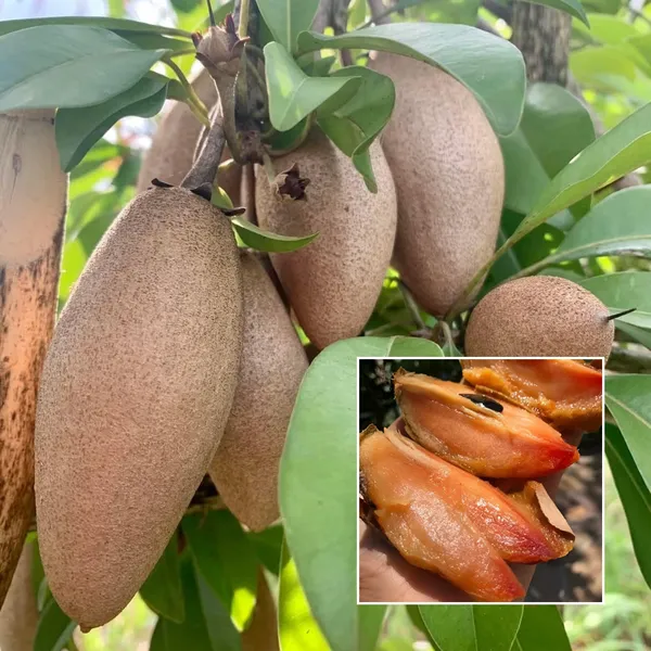 Maxican_Chikoo_|_Grafted_Fruit_Plant_Pack_Of_-_1