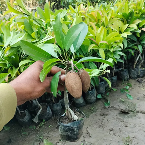 Maxican_Chikoo_|_Grafted_Fruit_Plant_Pack_Of_-_1