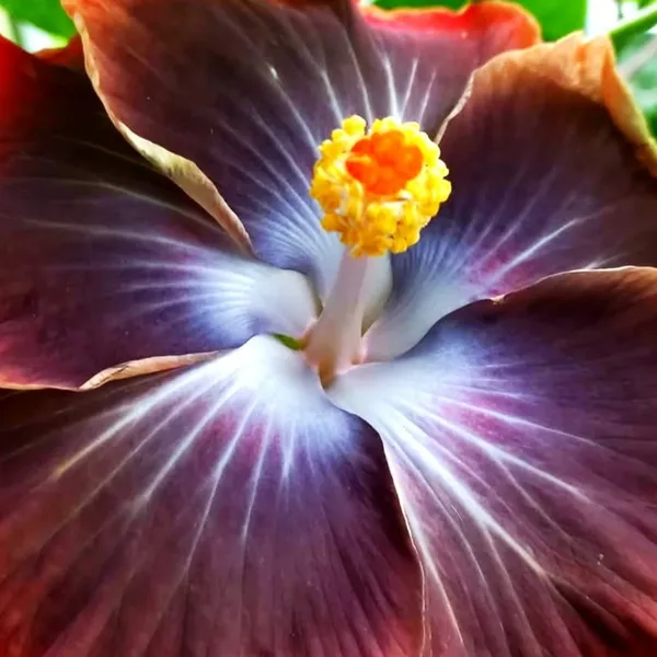 Midnight_Flame_Hibiscus_Plant_Rare_Black_&_Red_Bloom