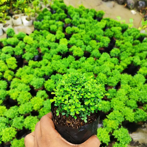 Mini_Kamini_Plant_(Murraya_Paniculata_Miniature)_Bonsai_Starter_|_Perfect_for_Borders_&_Hedges