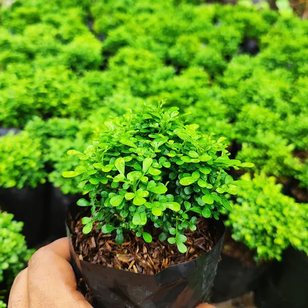Mini_Kamini_Plant_(Murraya_Paniculata_Miniature)_Bonsai_Starter_|_Perfect_for_Borders_&_Hedges