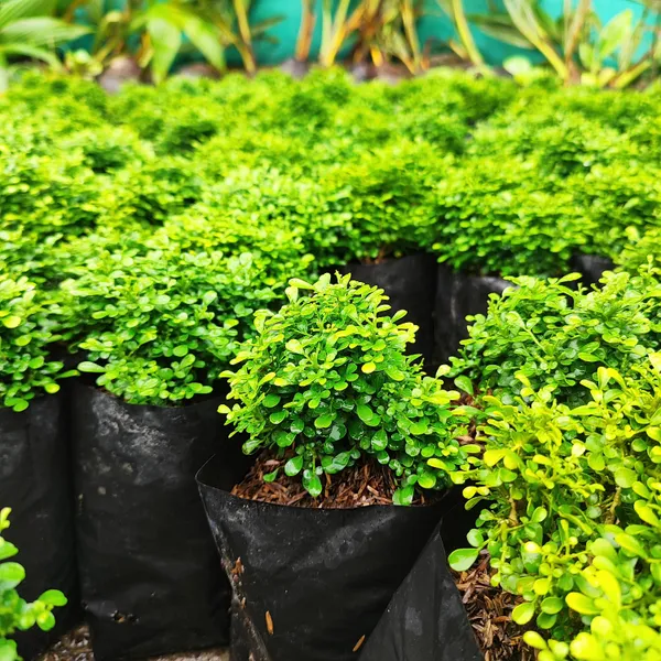 Mini_Kamini_Plant_(Murraya_Paniculata_Miniature)_Bonsai_Starter_|_Perfect_for_Borders_&_Hedges