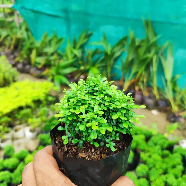 Mini_Kamini_Plant_(Murraya_Paniculata_Miniature)_Bonsai_Starter_|_Perfect_for_Borders_&_Hedges