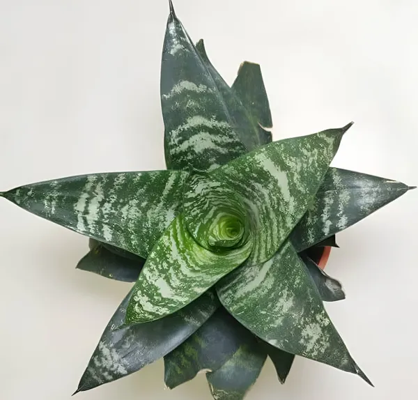 Mini_Snake_Plant_(Sansevieria_Hahnii)_Air-Purifying_Indoor_Houseplant
